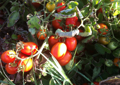 Riego por bombeo para 70ha de tomate para industria