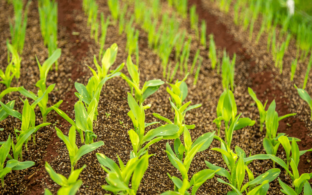 Tipos de suelo para cultivo