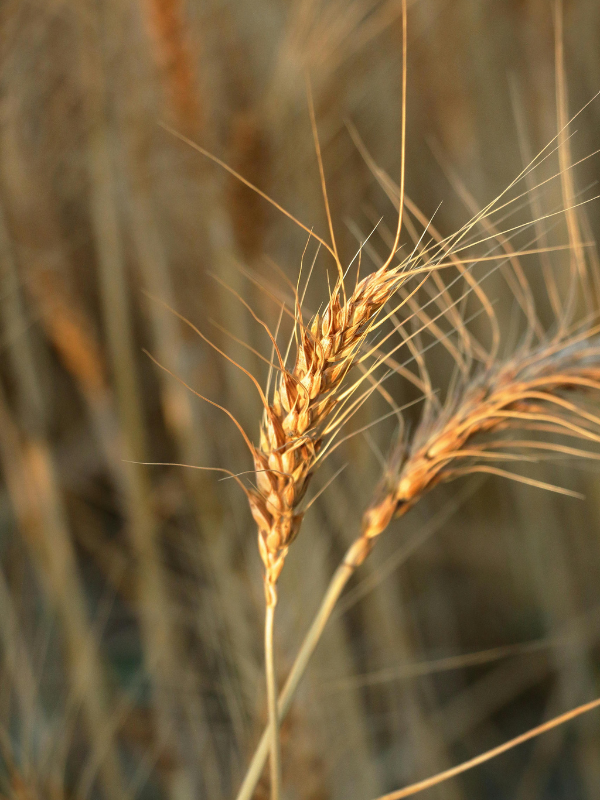 Control del estrés hídrico en fase de espigado y floración