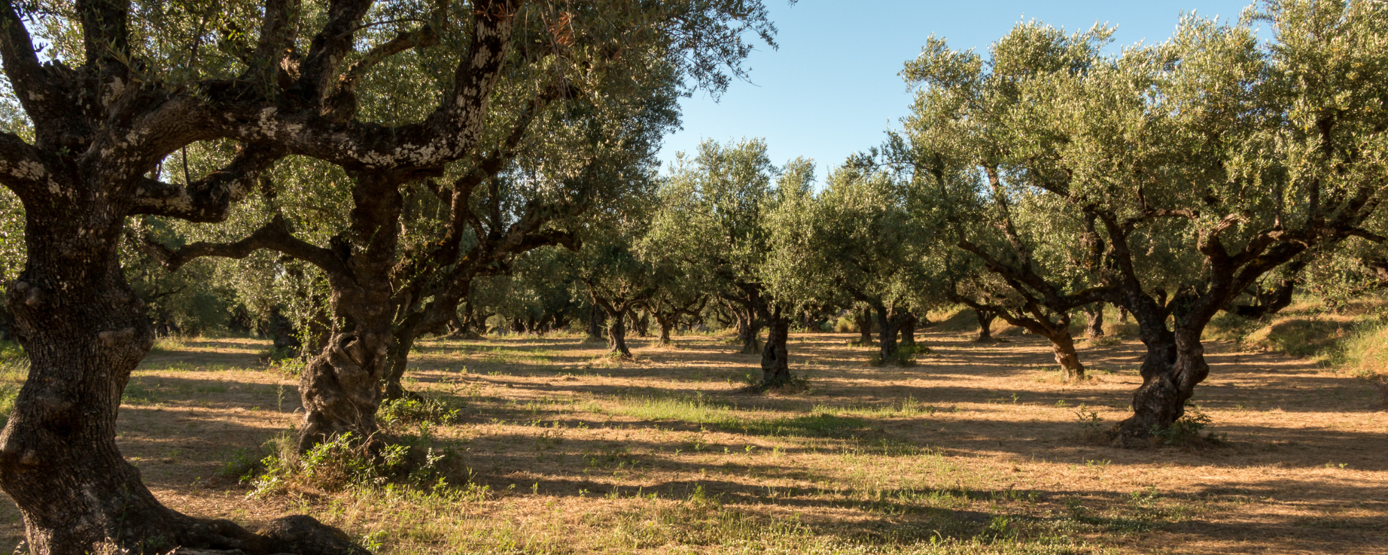 Diseñamos sistemas de riego para cualquier tamaño de olivar