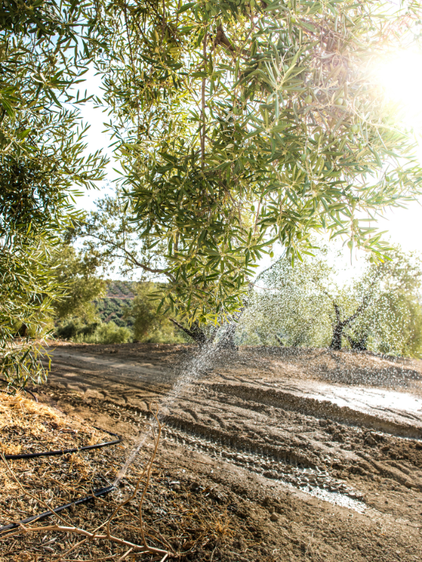 H4 Instalación Adecuada para Cada Dimensión en tu huerto
