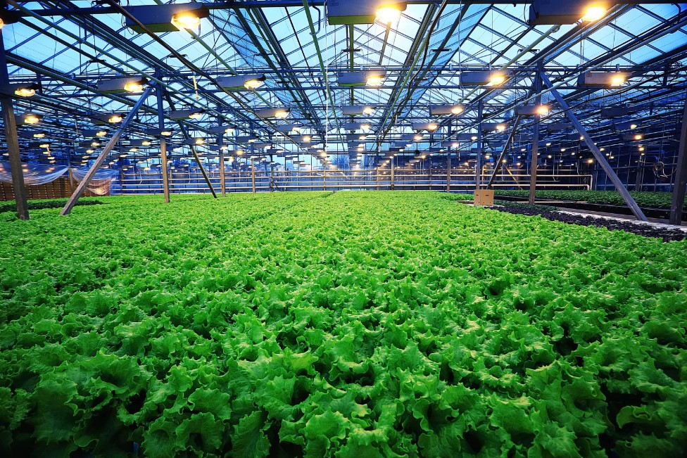 Instalación Adecuada para Cada Dimensión en tu huerto 