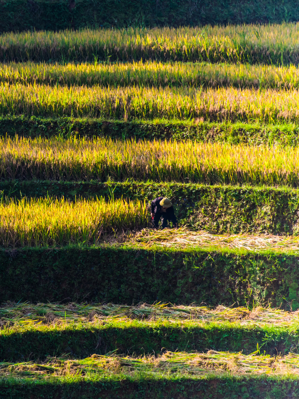 Instalación de Riego por Tipo de Suelo Sevilla