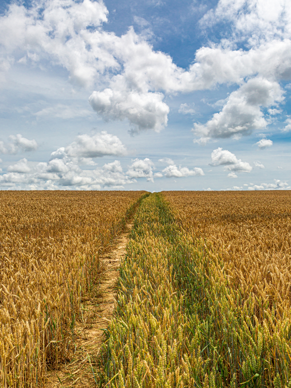 Riego eficiente para todas las fases del cereal Riego eficiente para todas las fases del cereal: siembra, crecimiento y maduración