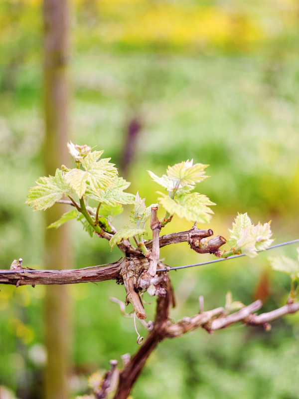 Riego para todo tipo de variedades de vid Riego para todo tipo de variedades de vid