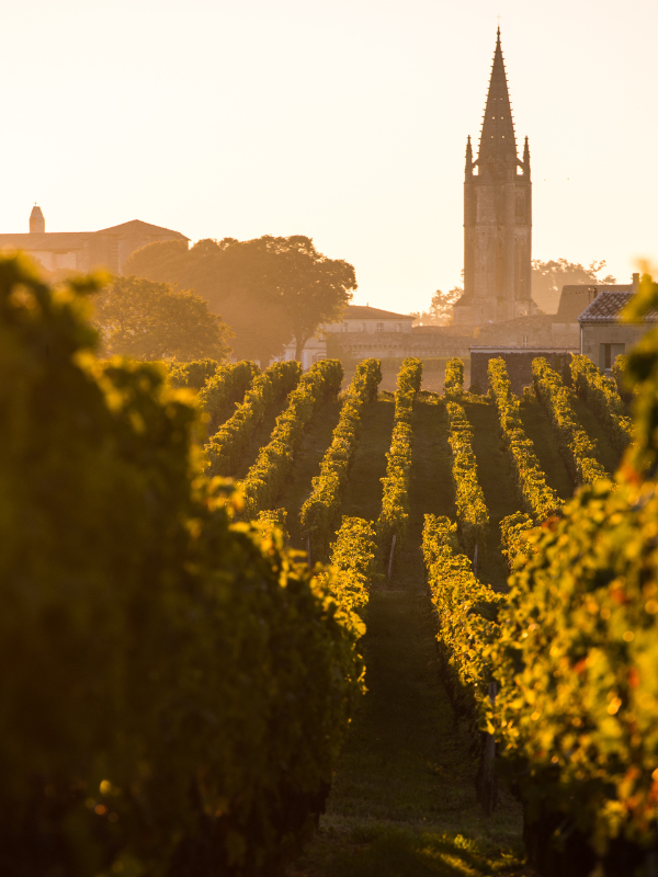 Riego según tipo de suelo en viñas