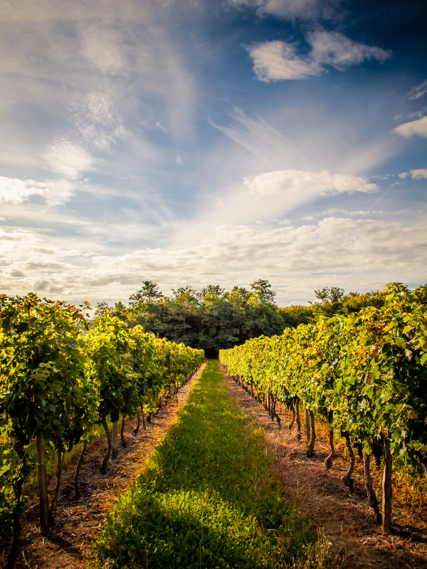 Sistemas de riego eficientes para viñedos profesionales Sistemas de riego eficientes para viñedos profesionales