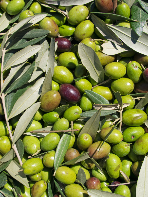 Sistemas de riego para explotaciones de olivar intensivo y tradicional Sistemas de riego para explotaciones de olivar intensivo y tradicional