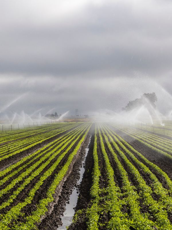 Soluciones de riego agrícola para explotaciones cerealistas Soluciones de riego agrícola para explotaciones cerealistas