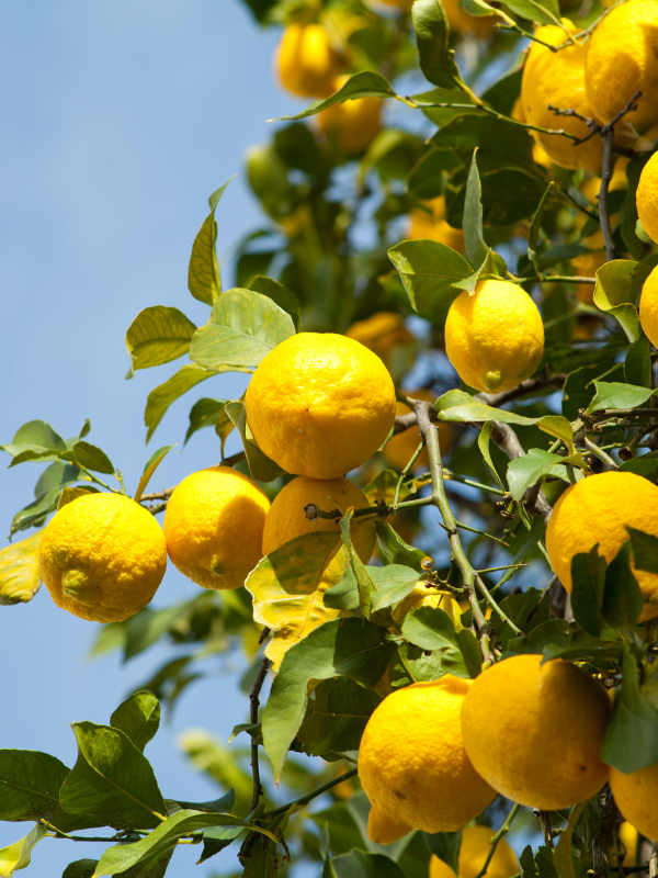 Soluciones de riego profesional para cultivos hortofrutícolas Soluciones de riego profesional para cultivos hortofrutícolas