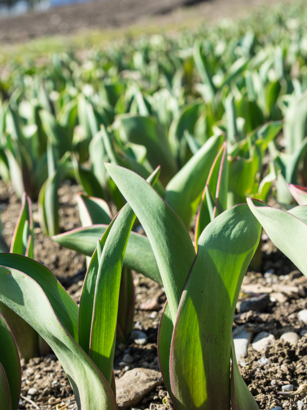 grandes explotaciones agrarias Castilla la Mancha h1 grandes explotaciones agrarias Castilla la Mancha