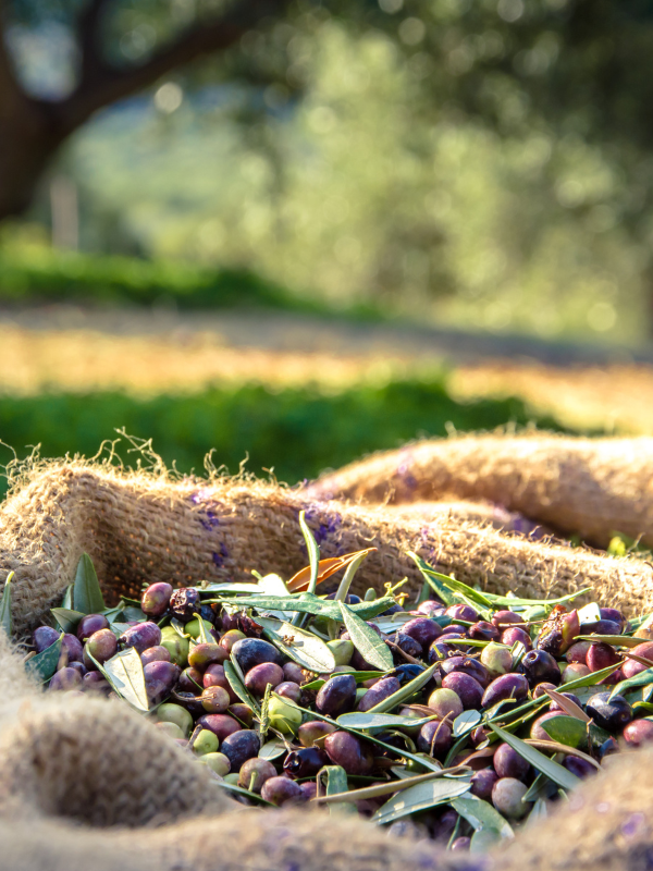 Riego adaptado a cada variedad de olivo Riego adaptado a cada variedad de olivo