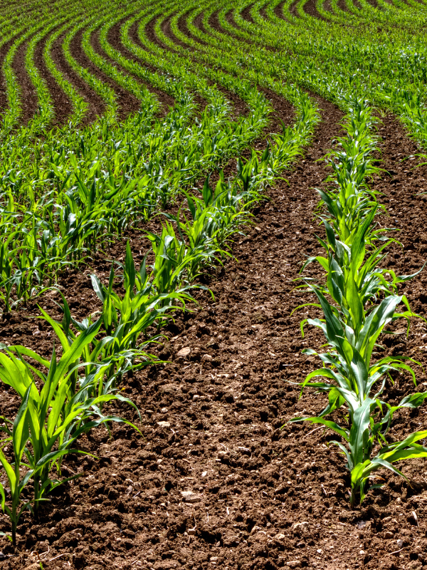 h3 ¿Qué instalación de riego conviene a cada tipo de cultivo?
