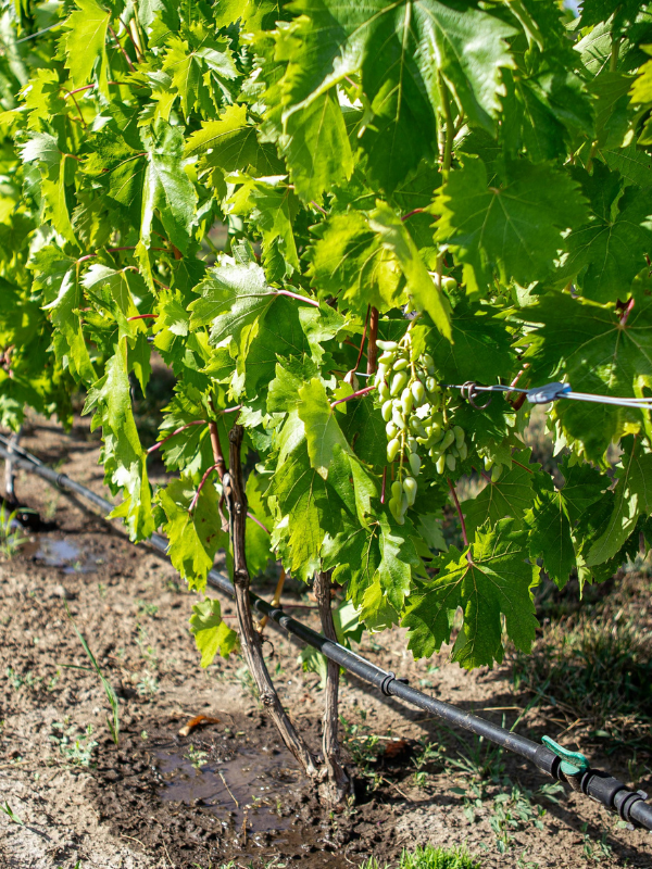 riego agrícola riego agrícola
