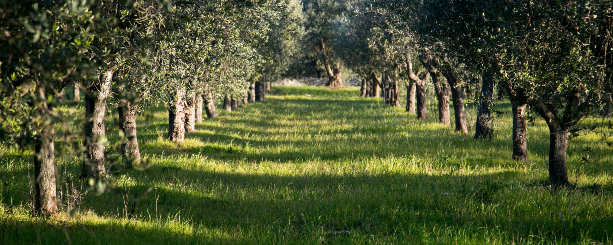 sistema de riego en Córdoba