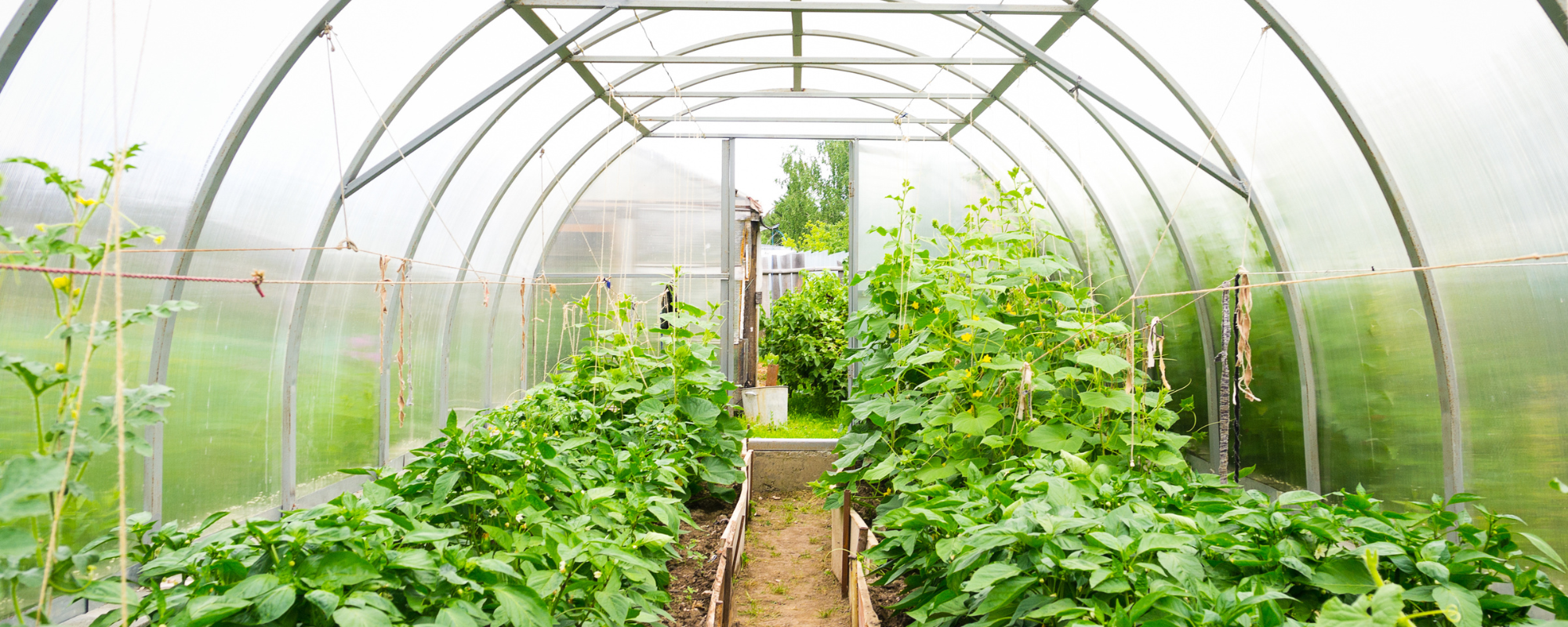 sistema más eficiente bajo plstico